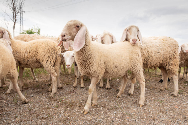 Dağ çayırında otlayan koyunlar. Otlayan koyunlar. - Fotoğraf, Görsel