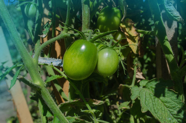 Зеленые незрелые органические помидоры на кустах. Зеленые помидоры растут на ветвях - Фото, изображение