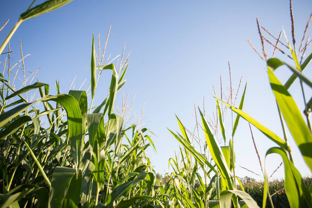 Corn field in the evening sun: corn almost ready for the harvest - Foto, imagen