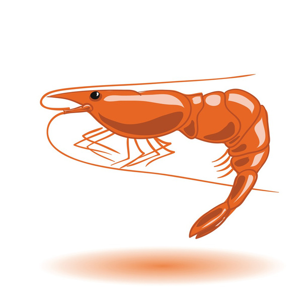 oranžový krevety - Vektor, obrázek