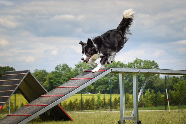 Őrült fekete-fehér collie fut agility park kutyasétáltatás. Új dolgokat tanít a versenyre.. - Fotó, kép
