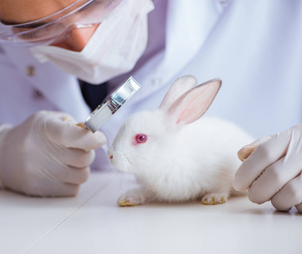 Vet doctor examining rabbit in pet hospital - Foto, afbeelding