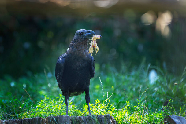 Corvus albicollis - raven standing on a tree stump and holding a part of a chicken in its beak, green grass in the background with beautiful bokeh and light - Photo, Image