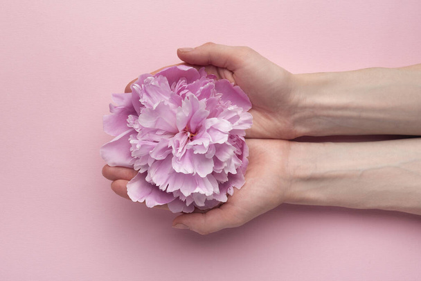Fluffy roze bloem van pioenroos in vrouwelijke handen op roze achtergrond. Bovenaanzicht. Handverzorging. - Foto, afbeelding