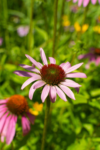Blooming echinacea flowers in butterfly garden on a sunny Summer morning.  Bellevue State Park, Iowa, USA - Photo, Image