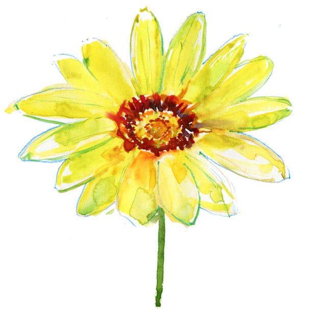 Yellow flower. watercolor painting. - Фото, изображение