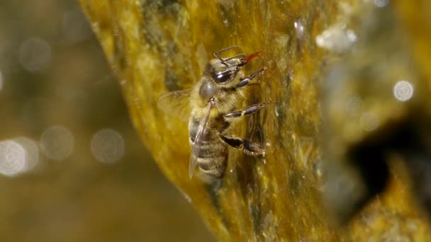 Včely - Záběry, video