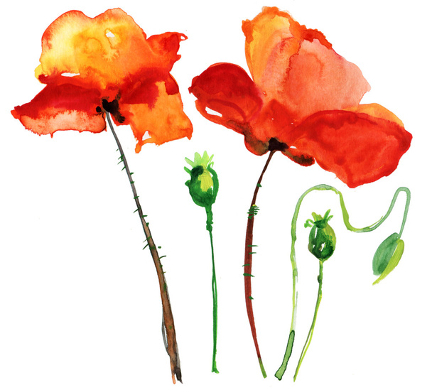 mák Květiny, akvarel ilustrace - Fotografie, Obrázek