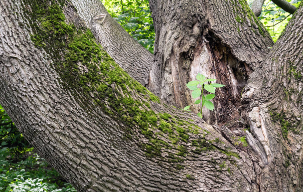 Junger grüner Zweig an einem mächtigen Baumstamm. - Foto, Bild