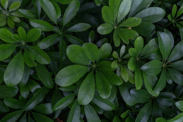 Green  Leaves Background  in garden,Chiangmai , Thailand,Choose soft focus,  - Φωτογραφία, εικόνα