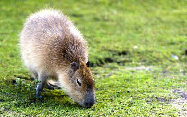 Capybara (Hydrochoerus hydrochaeris)
) - Фото, изображение