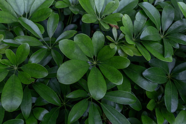 Green  Leaves Background  in garden,Chiangmai , Thailand,Choose soft focus,  - Photo, Image