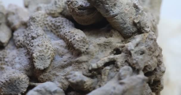 100万年前に先史時代のサンゴ礁からサンゴを化石化し - 映像、動画