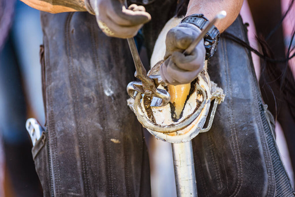 Horse farrier at work - trims and shapes a horse's hooves using farriers pincers, rasper and knife. The close-up of horse hoof. - Photo, Image