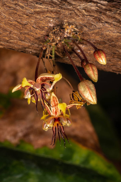 Stem born Cacao Flowers (Theobroma cacao) - Photo, Image