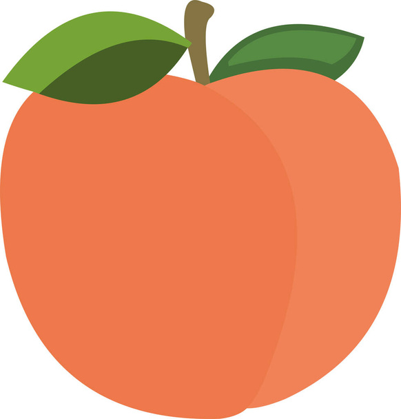 Векторная иллюстрация персиковых фруктов - Вектор,изображение