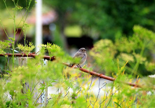 Pássaro preto do Redstart - (Phoenicurus ochruros
) - Foto, Imagem