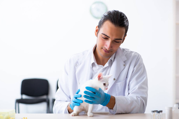 病気の猫を調べる若い男性医師 - 写真・画像
