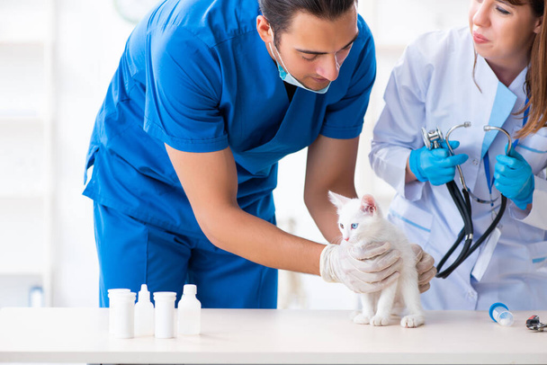Δύο νεαροί κτηνίατροι εξετάζουν την άρρωστη γάτα - Φωτογραφία, εικόνα