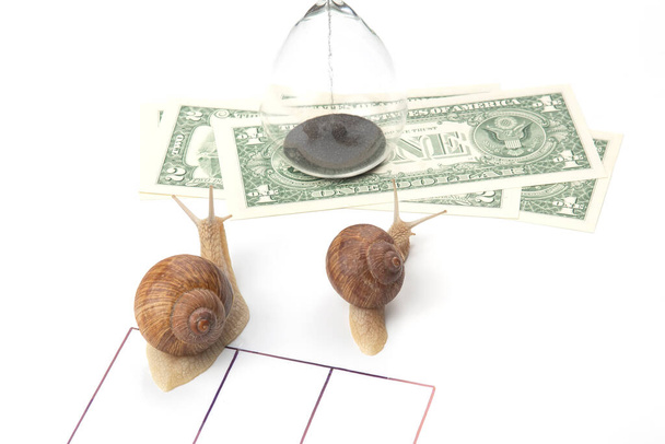 the snail is in a hurry to win in speed for the right to receive money. competition for the opportunity to be the first in business. time for the success of financial transactions. concept for visual aids on business. - Photo, Image