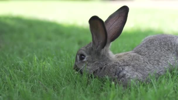Fleischessen und Vegetarismus. Tierfell. Tierschutz. Die Kosmetika werden an Kaninchen getestet. Übereinkommen zum Schutz von Versuchstieren. Gegen die Schlachtung von Tieren - Filmmaterial, Video