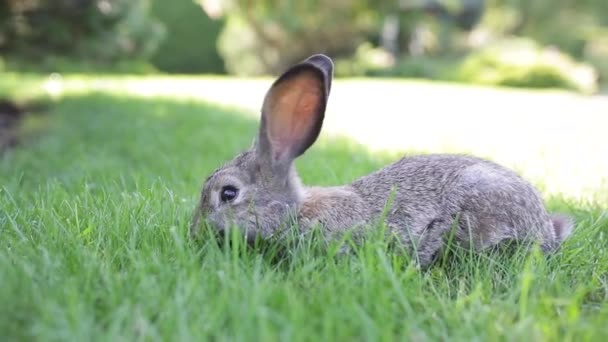 Große erwachsene graue Hasen mit langen Ohren in vollem Wuchs auf grünem Gras an sonnigen Tagen. Nahaufnahme eines niedlichen grauen Hasen, der auf grünen Gräsern im Park sitzt. Brauner Hase. Schöne Norfolk wild coney saß auf dem Rasen - Filmmaterial, Video