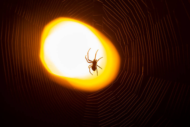 ランタンの明かりの下で夜に網の上に座っているクモは - 写真・画像
