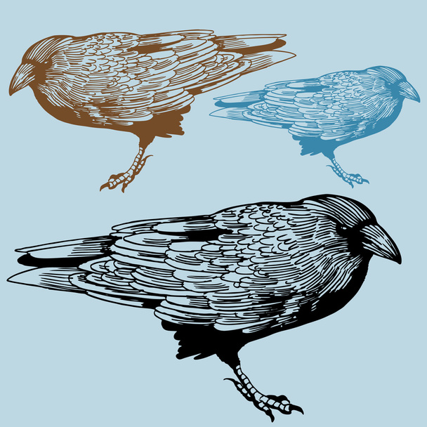 Crow - Vektor, obrázek