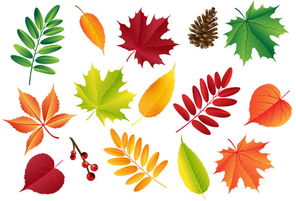 Vettore autunnale con foglie, coni. Elementi botanici forestali per la decorazione. Vintage autunno decorazione stagionale. - Vettoriali, immagini