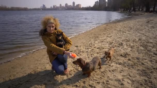 Csomó háziállat, kutyabarát sétál. Felnőtt, idős, fehér nő három kutyával tenyésztett tacskót és kézi játékterriert. tulajdonos játszik labda kutya a strandon közelében tározó folyó tó napsütéses - Felvétel, videó