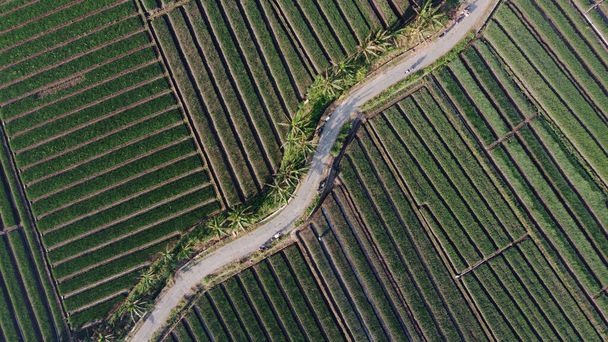 aerial view of onion fields with a path in the middle of fields - Photo, Image