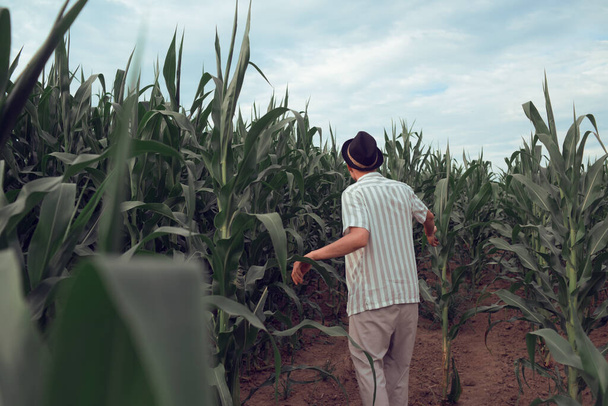 A fashionable guy is walking in a cornfield. Sunny day outside the city - Photo, Image