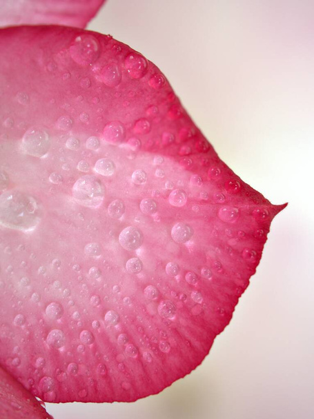 Primer plano pétalos rosados de flor de rosa del desierto, gotas en las plantas con gotas de agua y fondo borroso, imagen macro, color dulce para el diseño de tarjetas  - Foto, imagen