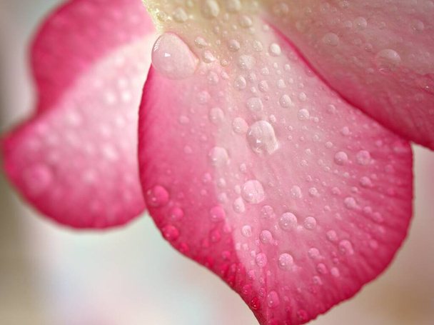 Closeup pink petals of desert rose flower ,droplets on plants with water drops and blurred background , macro image ,sweet color for card design  - Photo, Image