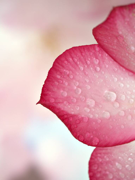 Fechar pétalas rosa de deserto rosa flor, gotículas em plantas com gotas de água e fundo borrado, imagem macro, cor doce para o design do cartão  - Foto, Imagem