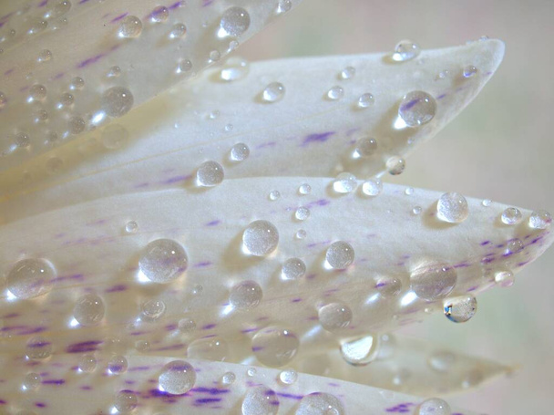 白-水ユリの花の植物の紫色の花びらを閉じると、水滴や背景がぼやけて、マクロ画像、カードのデザインのための甘い色、ソフトフォーカス  - 写真・画像