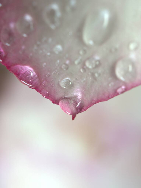 Κοντινές σταγόνες νερού σε λευκά ροζ πέταλα ερήμου τριαντάφυλλο φυτό με φωτεινό λείο θολό φόντο, μακροεικόνα, απαλή εστίαση, γλυκό χρώμα για το σχεδιασμό καρτών - Φωτογραφία, εικόνα