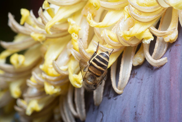 Медовая пчела на банановом цветке - Фото, изображение