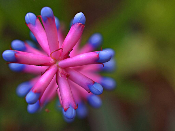 Closeup pink -purple flower of Aechmea plant ,genus in garden with blurred background ,macro image ,sweet color ,soft focus - Photo, Image