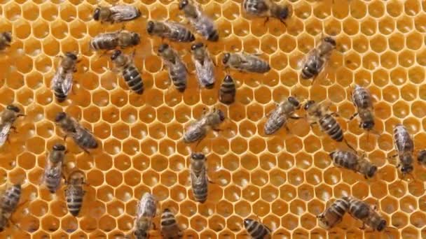 Arılar kendilerini diğer kolonilerden böceklere karşı korurlar. Böcekler bal çalmak için kovanlara nüfuz ederler.. - Video, Çekim