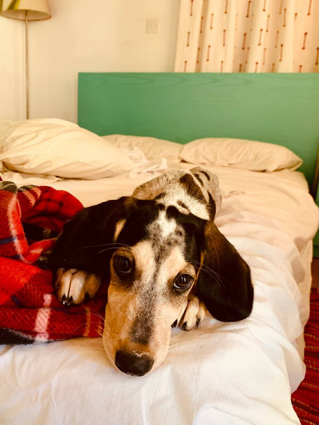 Young beagle hunting dog laying on the bed. - Photo, Image