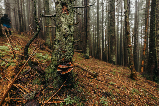 A fire hydrant in the middle of a forest - Fotoğraf, Görsel
