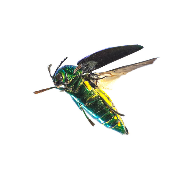 Bela Jewel Beetle ou Metálico Madeira-chato (Buprestid) isolado no fundo branco. - Foto, Imagem