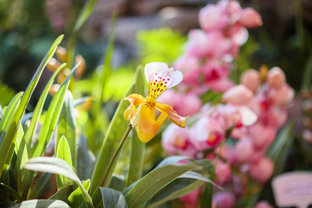 Mooie Paphiopedilum orchidee bloem bloeien in tuin bloemige achtergrond - Foto, afbeelding