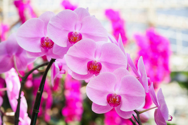 Belle fleur d'orchidée de Phalaenopsis fleurissant dans le fond floral de jardin - Photo, image