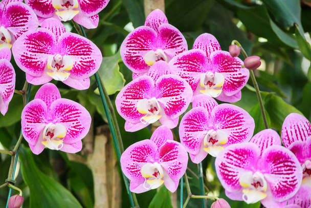 Beautiful Phalaenopsis Orchid flower blooming in garden floral background - Photo, Image
