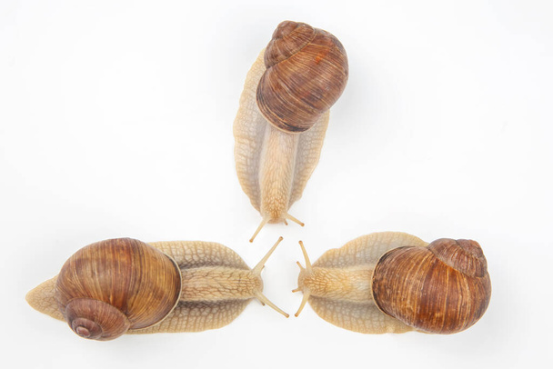 Helix pomatia. grape snail on a white background. mollusc and invertebrate. gourmet protein meat food. communication of the individual in societ - Photo, Image