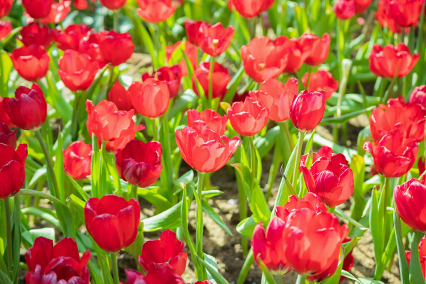 Fresh red tulips flower bloom in the garden - Fotoğraf, Görsel