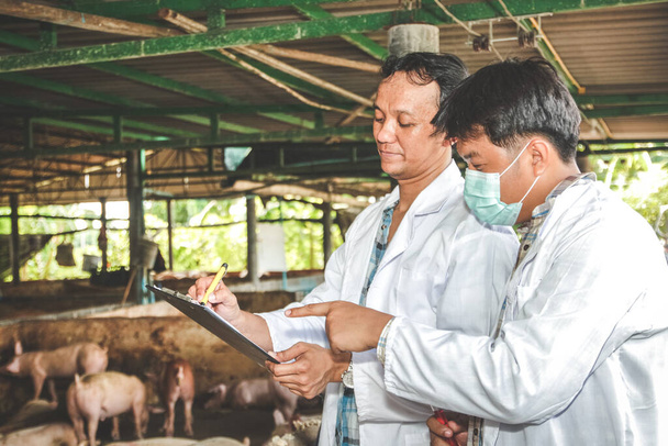 Zespół badawczy rejestrował dane w celu zwalczania, zapobiegania i leczenia chorób zwierząt. Wejście na farmę świń bez pryszczycy. Koncepcje Departamentu Efektywności Hodowli - Zdjęcie, obraz