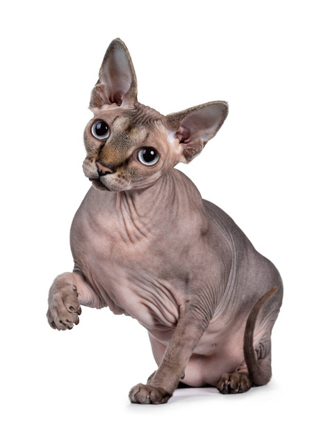 Cute Sphynx cat, sitting facing front. Looking at camera with one paw playful in air. Isolated on white background. - Photo, Image